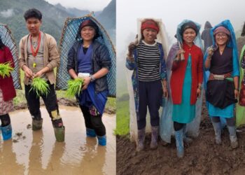 शिङ्सा क्षेत्रमा व्यापक कोदो र धान रोपाइँ (तस्बिर सहित )