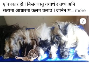 चौरीका पुच्छर बरामद प्रकरणमा भोटखोला गाउँपालिका अध्यक्ष लामाको आपत्ति, चम्मर अबैध होइन